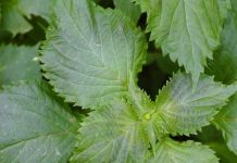 Perilla Mint: Identification and Foraging Guide