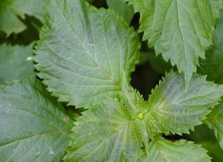 Perilla Mint: Identification and Foraging Guide