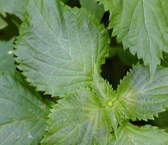 Perilla Mint: Identification and Foraging Guide