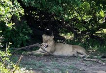 The Lion and the Risk-Takers