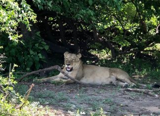 The Lion and the Risk-Takers