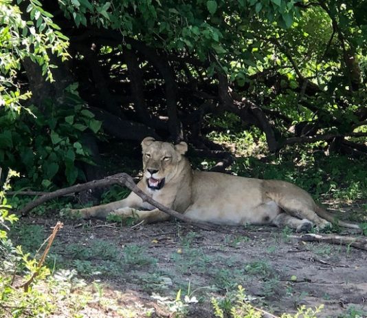 The Lion and the Risk-Takers